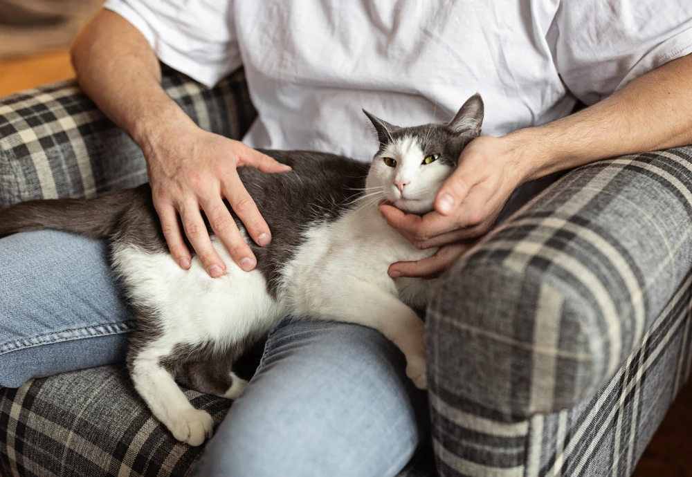 best indoor camera for watching pets